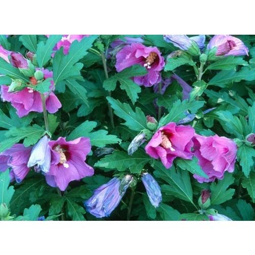 Hibiscus syriacus
