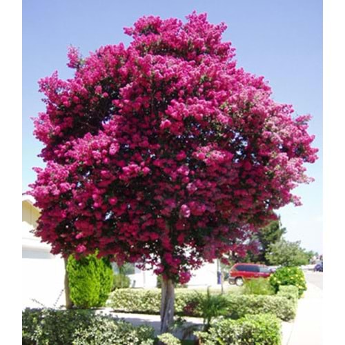Lagerstroemia ındıca