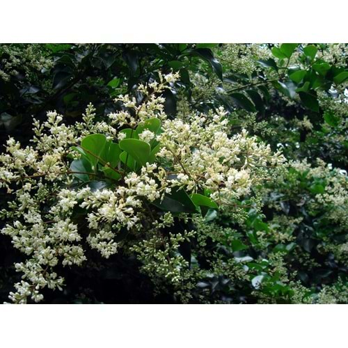Lıgustrum japonicum