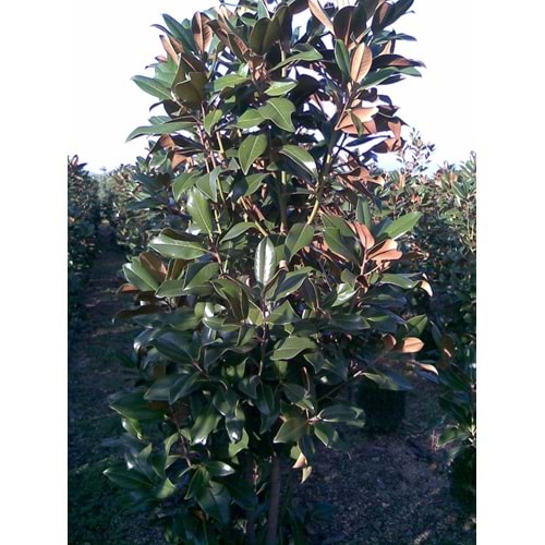 Magnolia grandiflora