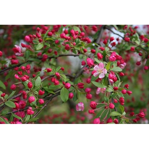 Malus floribunda pendula