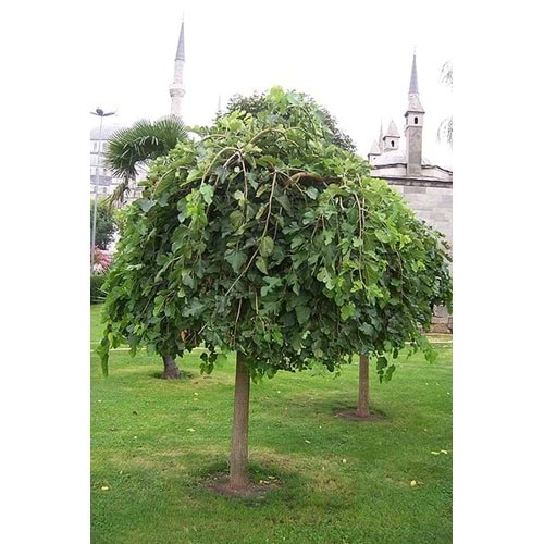 Morus alba pendula