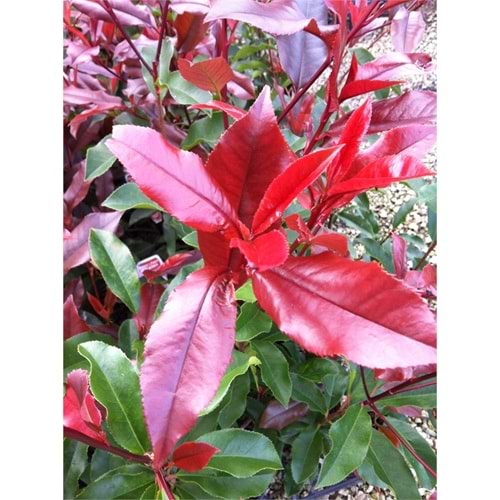 Nerium oleander