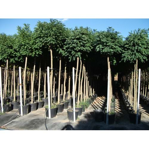 Robinia pseudoacacia umbraculifera