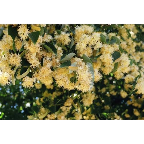 Tilia tomentosa