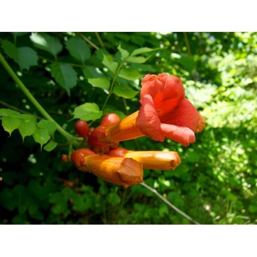 Bignonia radicans (Acem borusu ) 150 cm