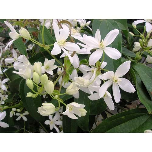 Clematis armandii