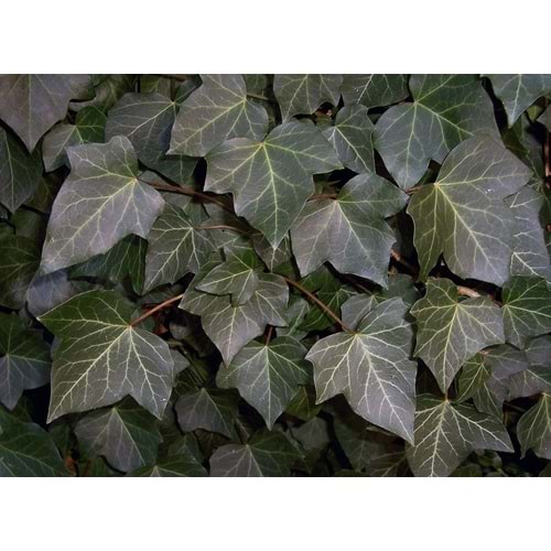 Hedera helix