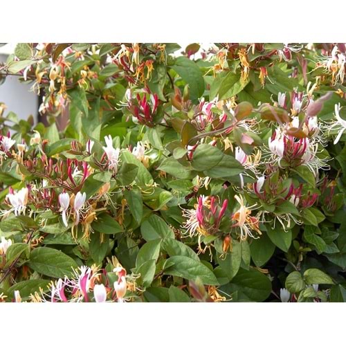 Lonicera japonica