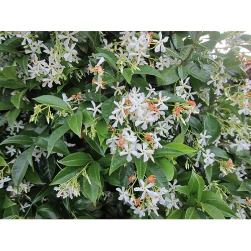 Rhyncospermum jasminoides