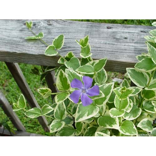 Vinca major 'variegata'