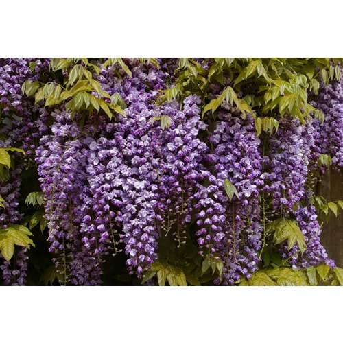 Wisteria floribunda