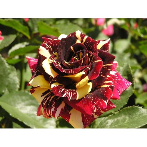 Rosa abracadabra