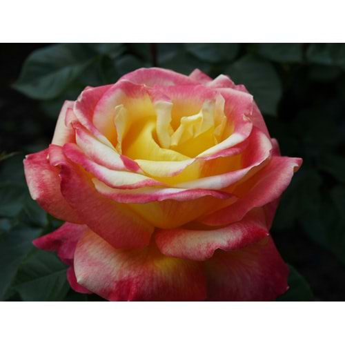 Rosa adolf horstman