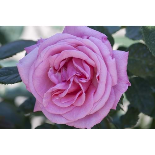 Rosa blue river