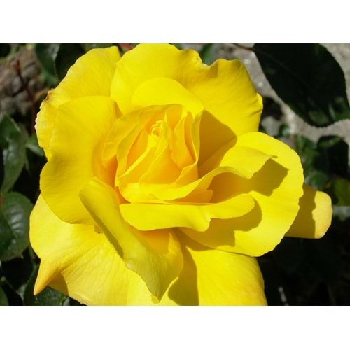 Rosa canary