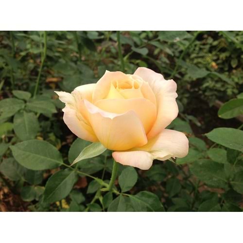 Rosa caramel antike