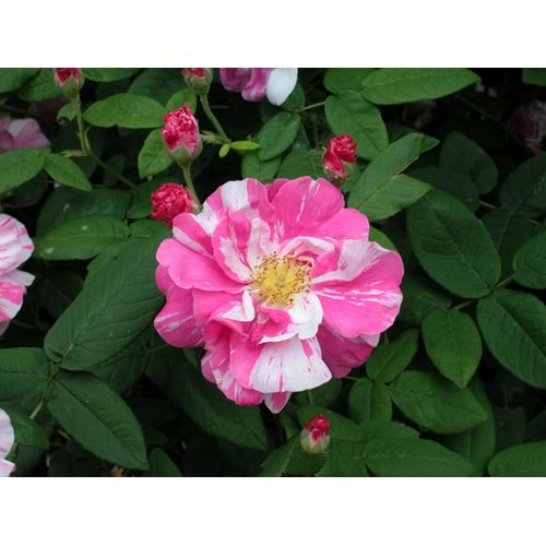 Rosa dot