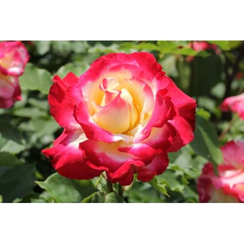 Rosa double delight