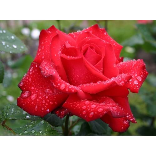 Rosa grande amore