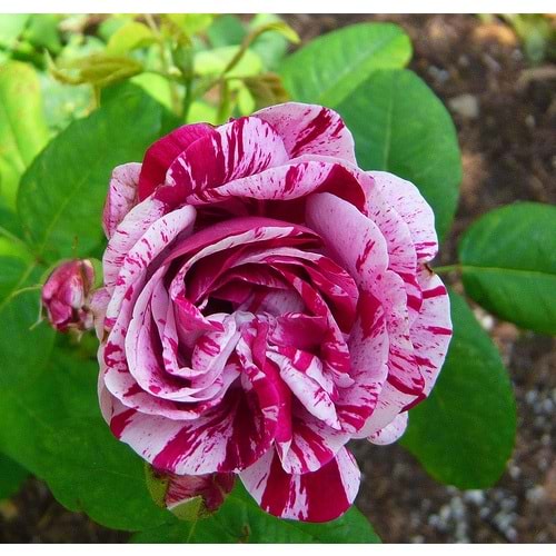 Rosa harlequin