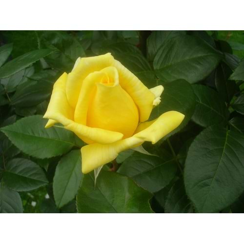 Rosa landora