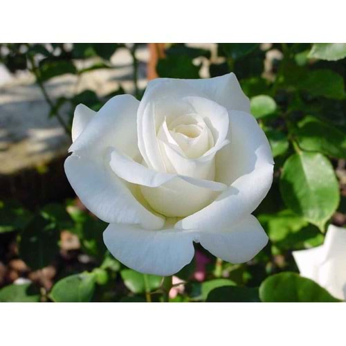 Rosa pascali