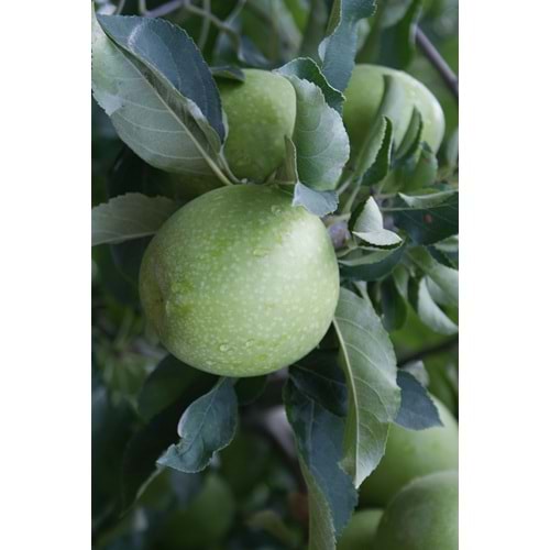 Elma fidanı 150-200 cm 3 yaş