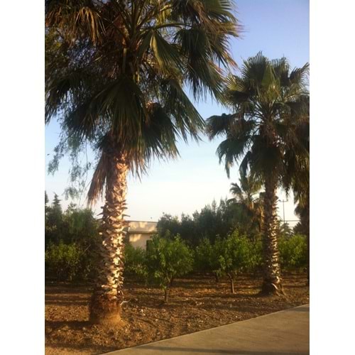 Washingtonia robusta