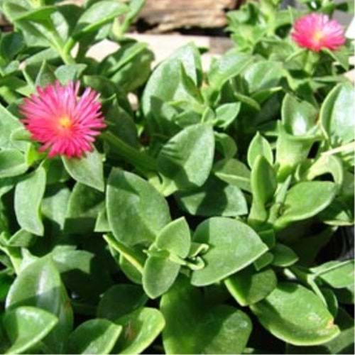 Aptenia lancifolia (Buz çiçeği kasa 48 adet li)