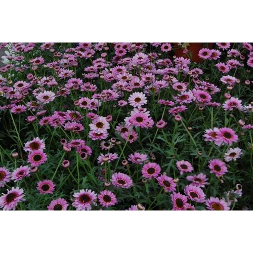 Argyranthemum pink