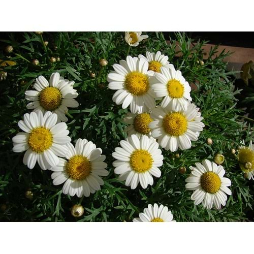Argyranthemum white