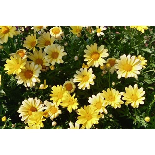 Argyranthemum yellow