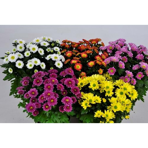 Chrysanthemum