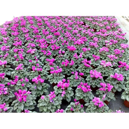 cyclamen