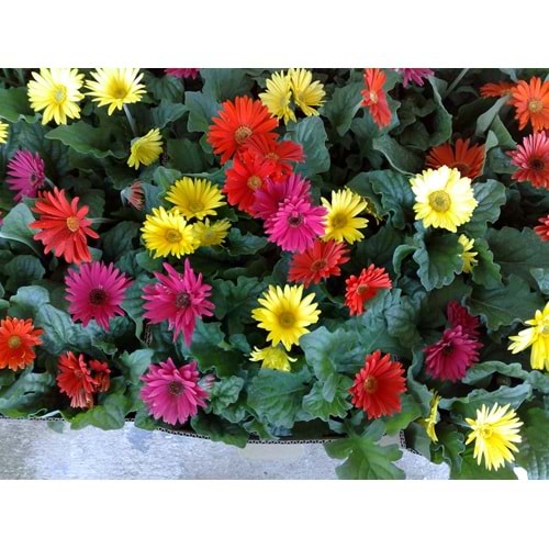 Dahlia