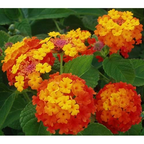 Lantana