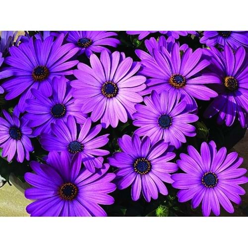 Osteospermum lavender