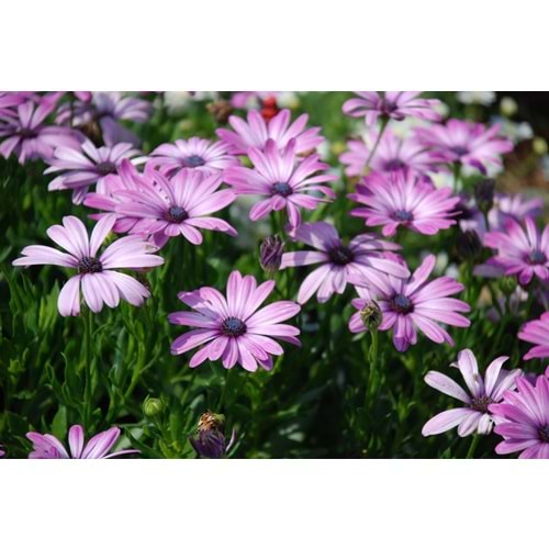 Osteospermum purple