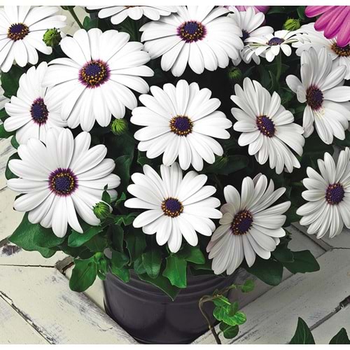 Osteospermum white