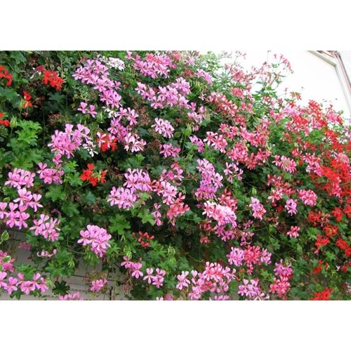 Pelargonium peltatum