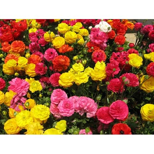 Ranunculus