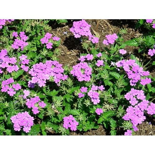 Verbena