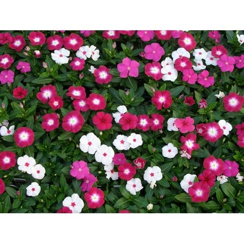 Vinca