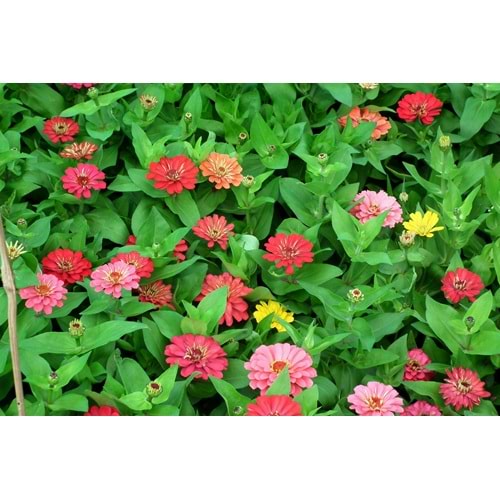 Zinnia