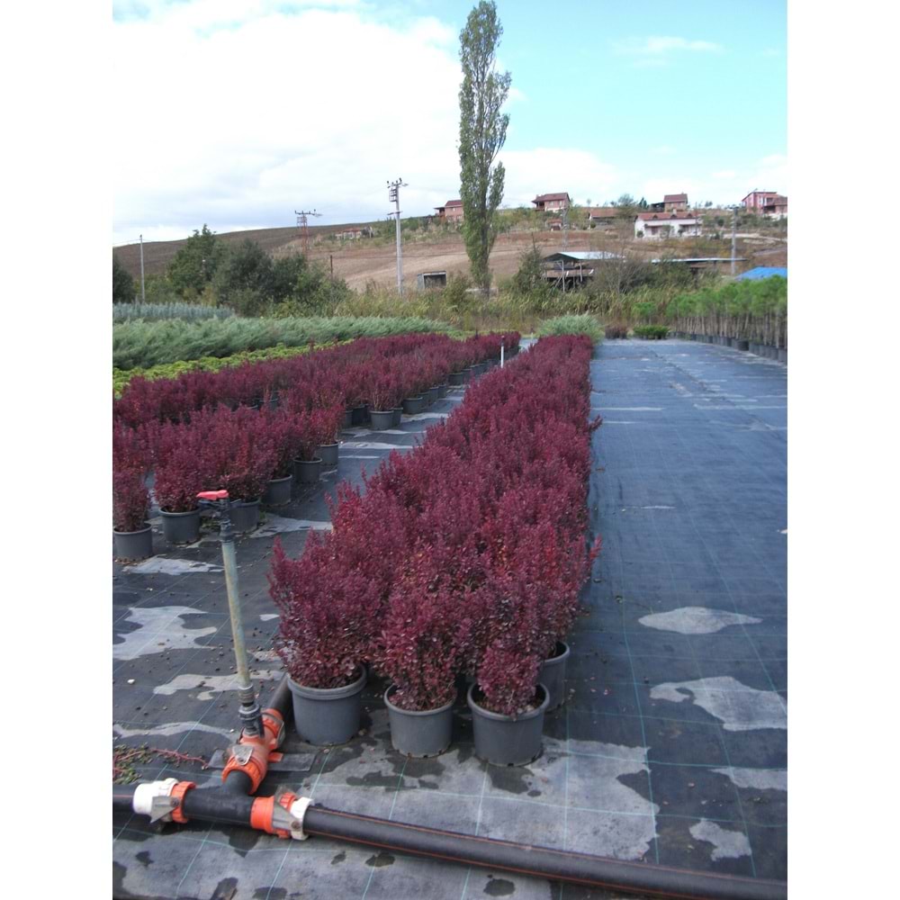 Berberis thunbergii