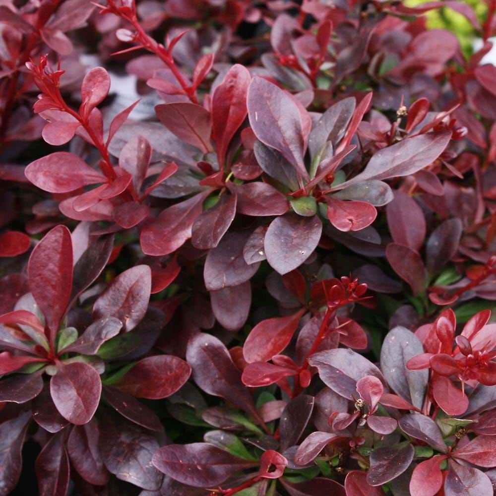 Berberis thunbergii