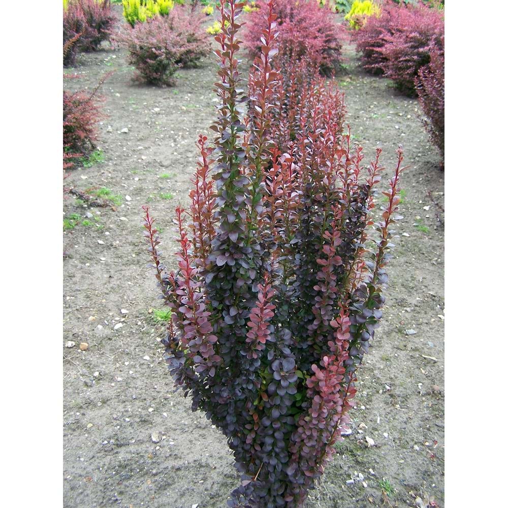 Berberis thunbergii