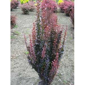 Berberis thunbergii