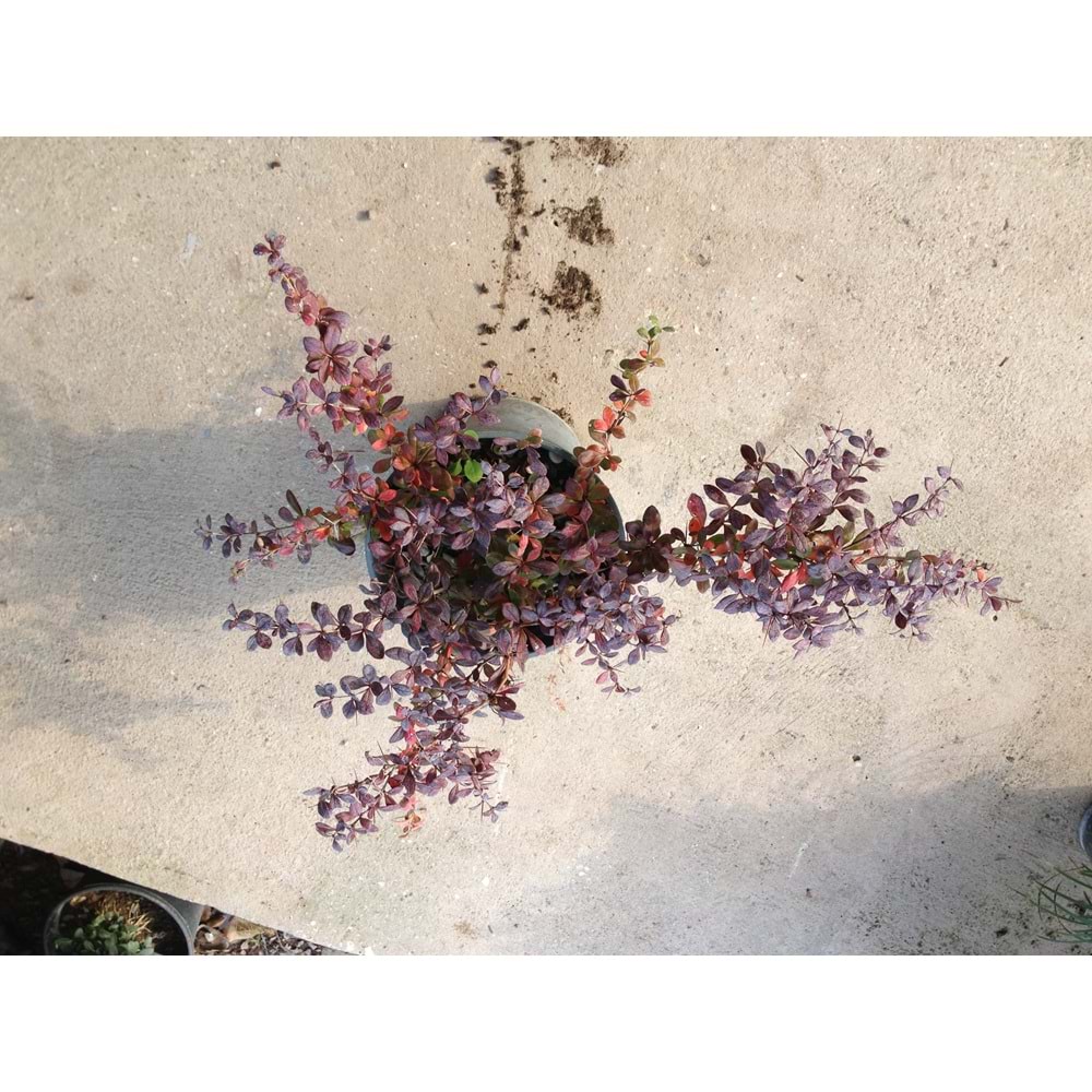 Berberis thunbergii